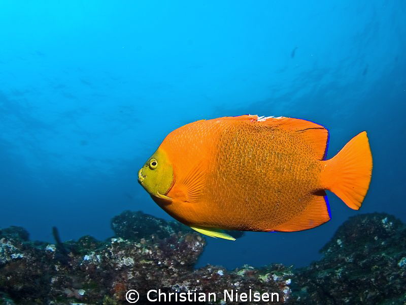Clarion angel fish. Find these in the Socorro Islands, an... by Christian Nielsen 