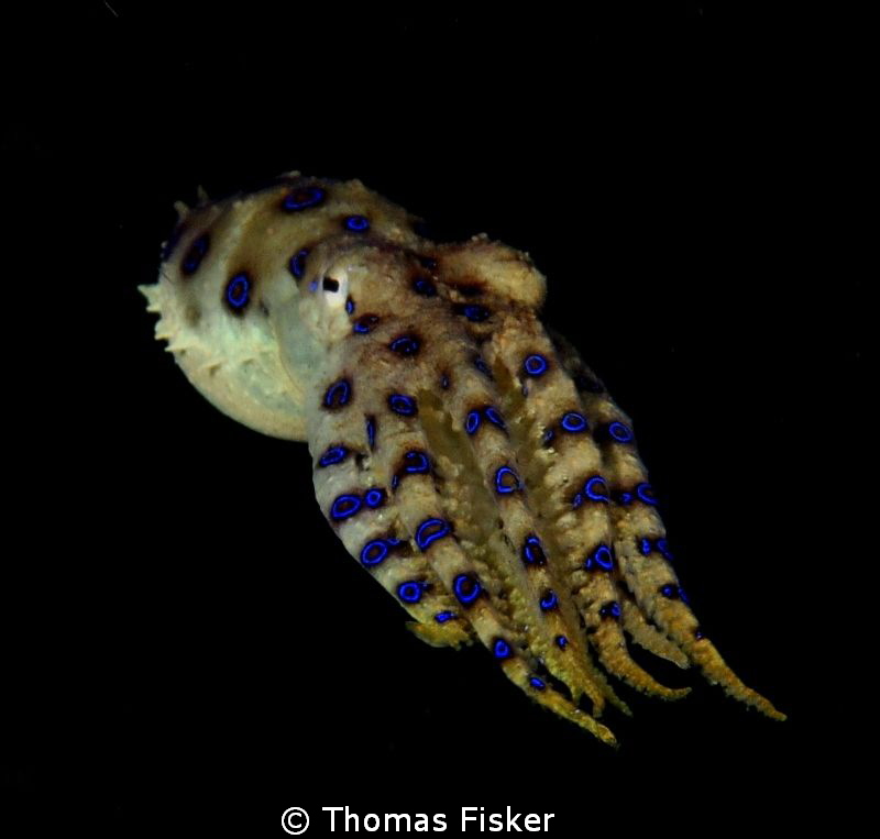 Blue ring octopus. Found yesterday in Lembeh Strait, on t... by Thomas Fisker 