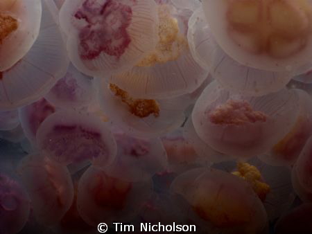 Who needs Palau? Moon jellies taken in Fleshwick Bay, Isl... by Tim Nicholson 