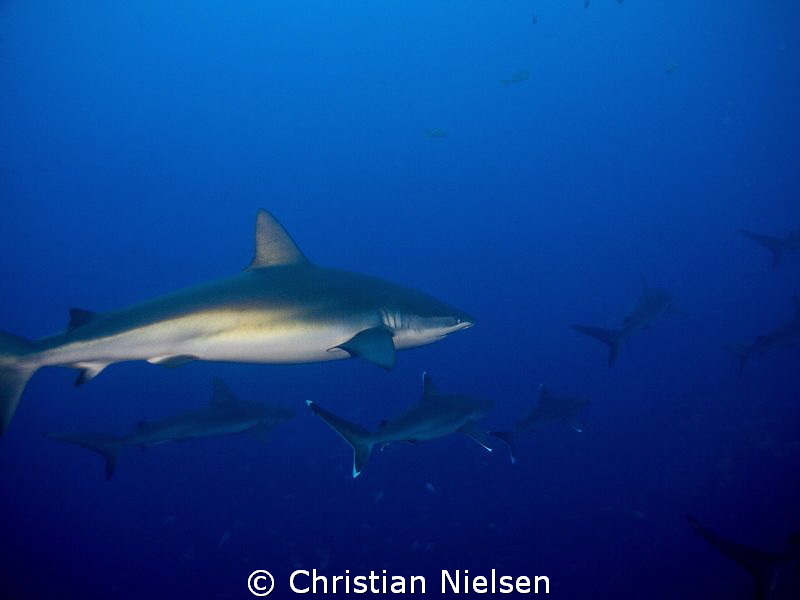 Galapagos and silvertip sharks at Roca Partida. by Christian Nielsen 