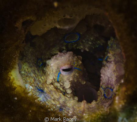 Peek a blue...

Blue ringed octopus peering out of a hole. by Mark Pacey 