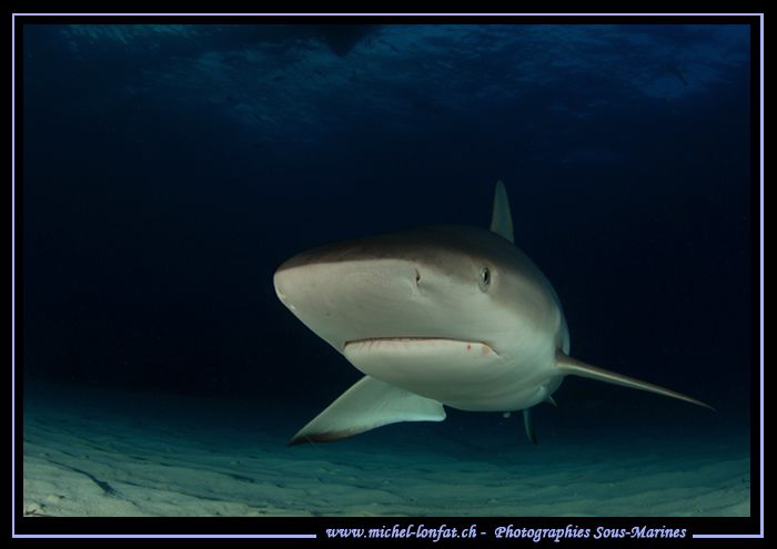 Face to face with a Reef Shark.... :O)... by Michel Lonfat 