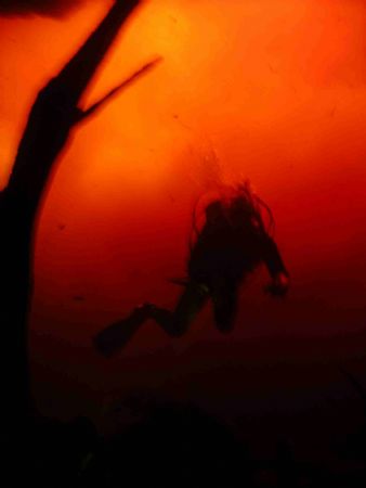 diver doing a safety stop coming out of carwash cenote. a... by Jared Fuller 