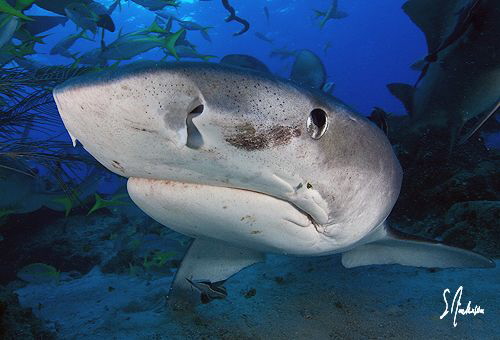 Tiger Sharks are always curious and swim with grace. This... by Steven Anderson 