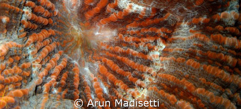 Warty Corallimorph close up by Arun Madisetti 