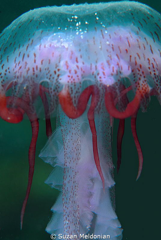 Warty Jellyfish- looks like the drawstring came loose by Suzan Meldonian 