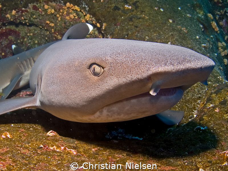 I like the pattern of the shark skin. Must be seen in big... by Christian Nielsen 