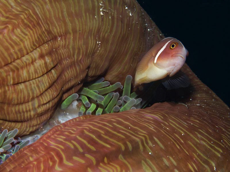 Amphiprion sp. on anemone by Alex Varani 