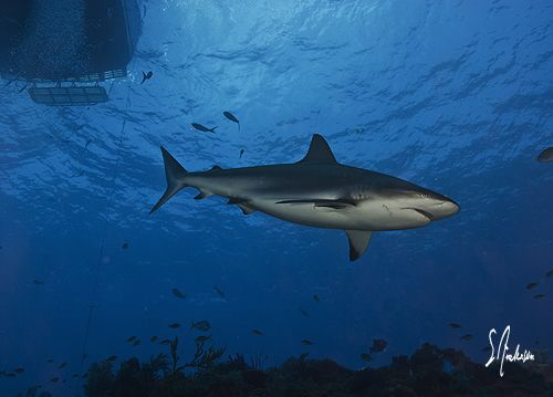 Reef Sharks might know the sounds of boats....They are a ... by Steven Anderson 