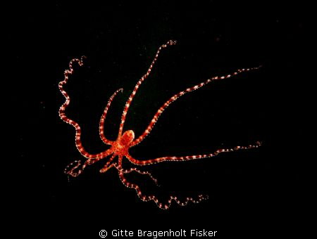 Mimic octopus. Just under the diveboat. 
 by Gitte Bragenholt Fisker 