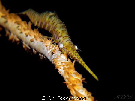 Yellow sawblade shrimp. Size of a toothpick. 
Canon G11,... by Shi Boon Wong 