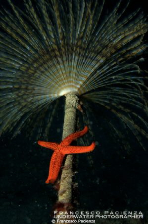 Red star under the umbrella of Tubeworm by Francesco Pacienza 