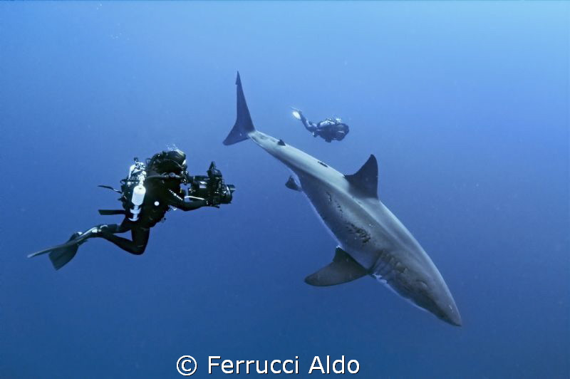 Face to face with the Great White Shark in Guadalupe Island. by Ferrucci Aldo 