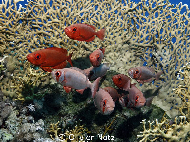 a group of bigeyes in front of a fire coral by Olivier Notz 