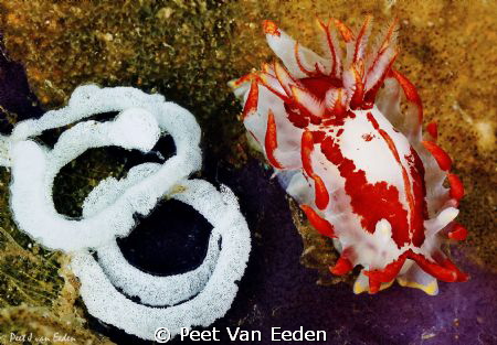A proud fiery nudibranch with its eggs by Peet Van Eeden 