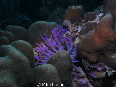 Beatiful purple sea amemone by Mike Boehm 