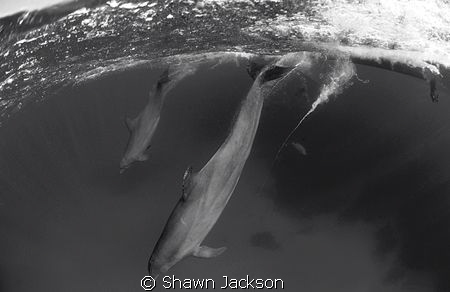 Bottlenose dolphins. by Shawn Jackson 