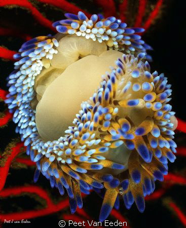 A gas flame nudibranch or may be two by Peet Van Eeden 