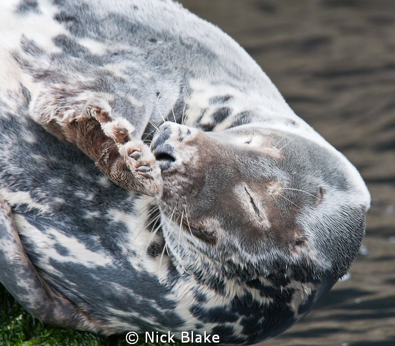 Take it easy! - A Grey Seal at St Tudwal's Islands, North... by Nick Blake 