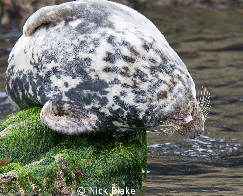 A Grey Seal strikes a somewhat unusual pose!
St Tudwal's... by Nick Blake 