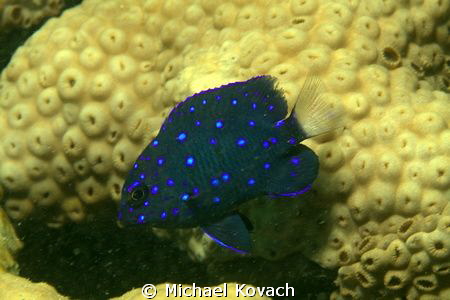 Juvenile Yellowtail Damselfish on the Big Coral Knoll off... by Michael Kovach 