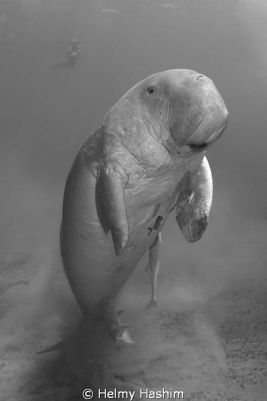 dugong ! by Helmy Hashim 