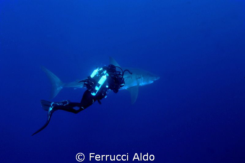 Face to face with Great White Shark in Guadalupe Island by Ferrucci Aldo 