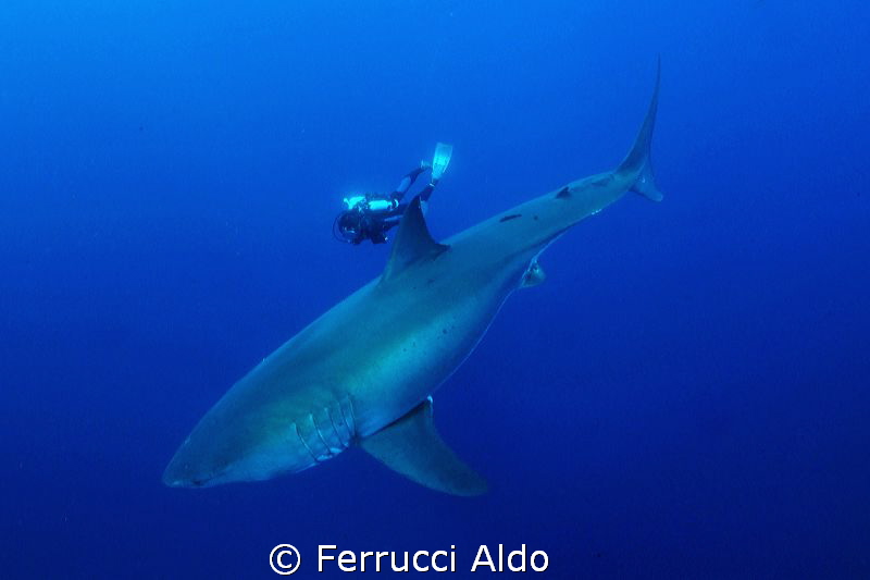 Face to face with Great White Shark in Guadalupe Island M... by Ferrucci Aldo 