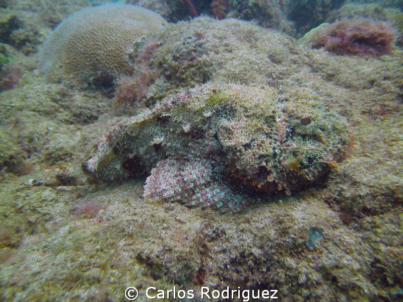 Full view of a Spotted Scorpionfish well camouflaged with... by Carlos Rodriguez 