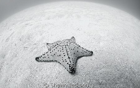 Starfish on sandy bottom. Photo taken with Nikon 10.5mm f... by Shawn Jackson 