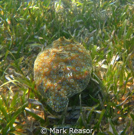 Peacock Flounder on the move by Mark Reasor 
