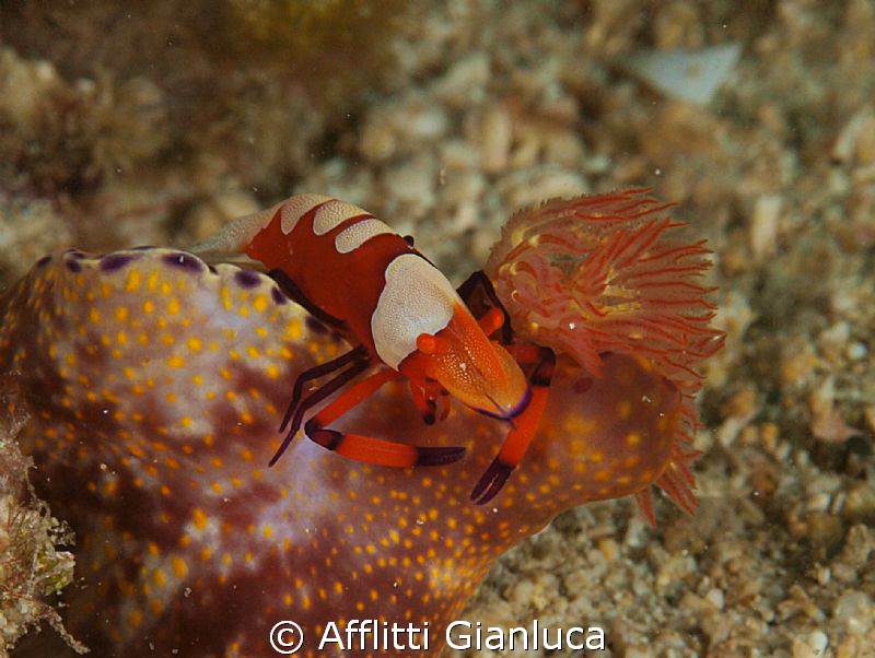 periclimenes imperator on the ceratosoma by Afflitti Gianluca 