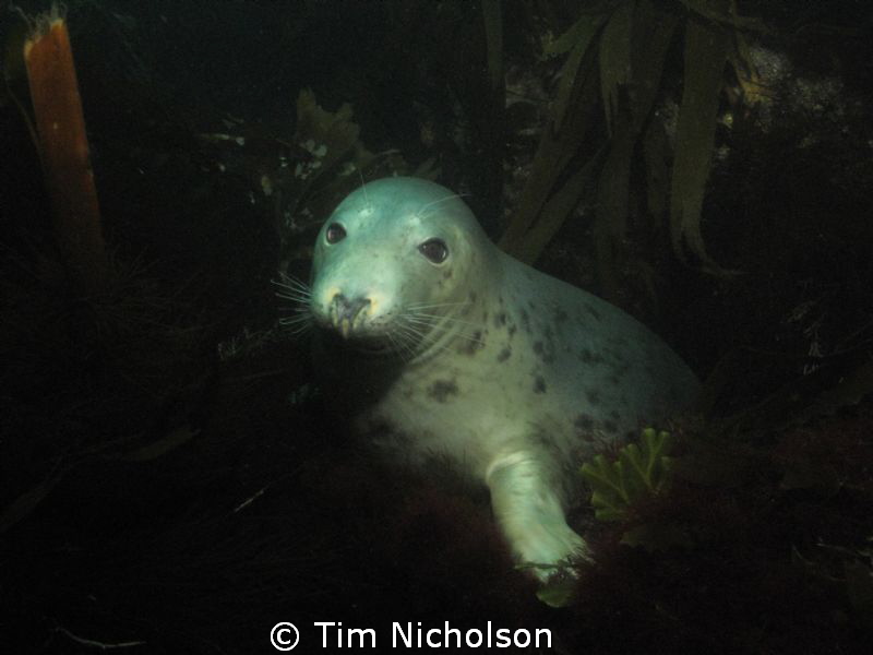 A friendly face! Grey seal posing for the camera amongst ... by Tim Nicholson 