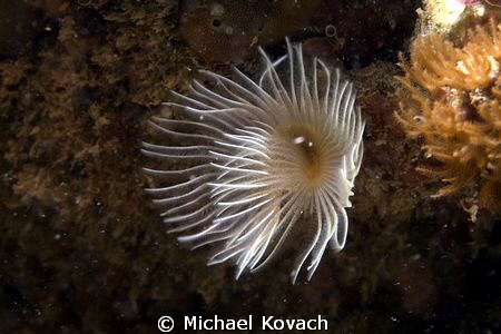 Star Horseshoe Worm on the Big Coral Knoll off the beach ... by Michael Kovach 