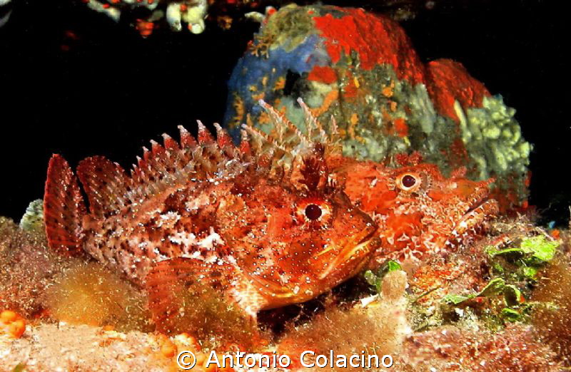 Two  species of scorpion fish-Scorpaena porcus and Scorpa... by Antonio Colacino 