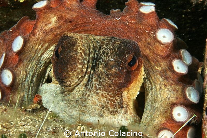 Octopus vulgaris by Antonio Colacino 