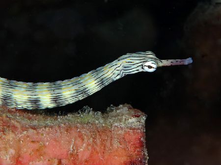 Pipefish portrait. Taken in Mabul with Nik D70, 105mm len... by Beverly Speed 