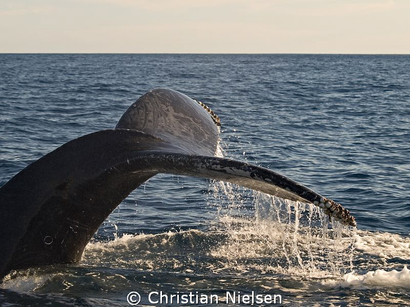 Surface interval. Incredible creature, the humpback whale. by Christian Nielsen 