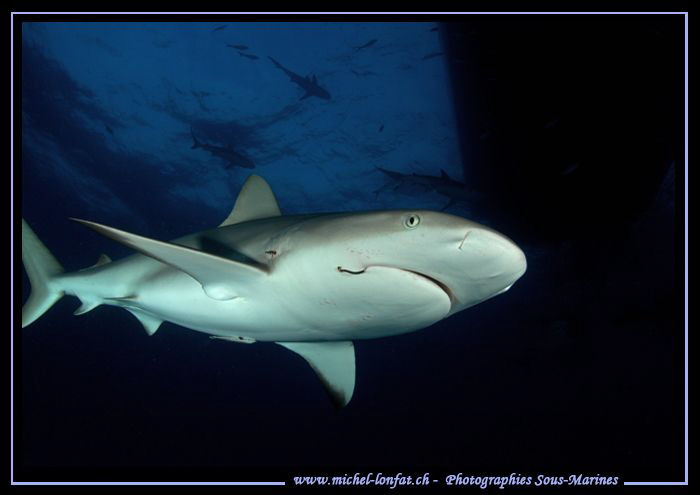 Reef shark checking out... :O)... by Michel Lonfat 