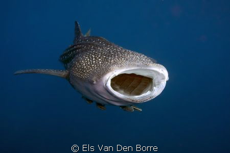 I'm a very hungry whaleshark. by Els Van Den Borre 