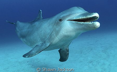 Bottlenose dolphin. by Shawn Jackson 