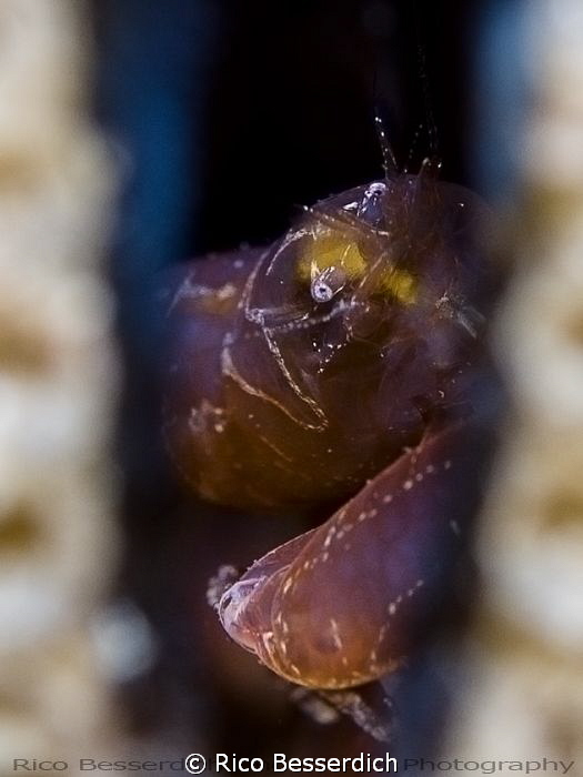 2 cm. small guardian shrimp that lives inside a "pina nob... by Rico Besserdich 