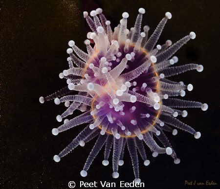 A solitary strawberry sea anemone 1 cm in diameter by Peet Van Eeden 