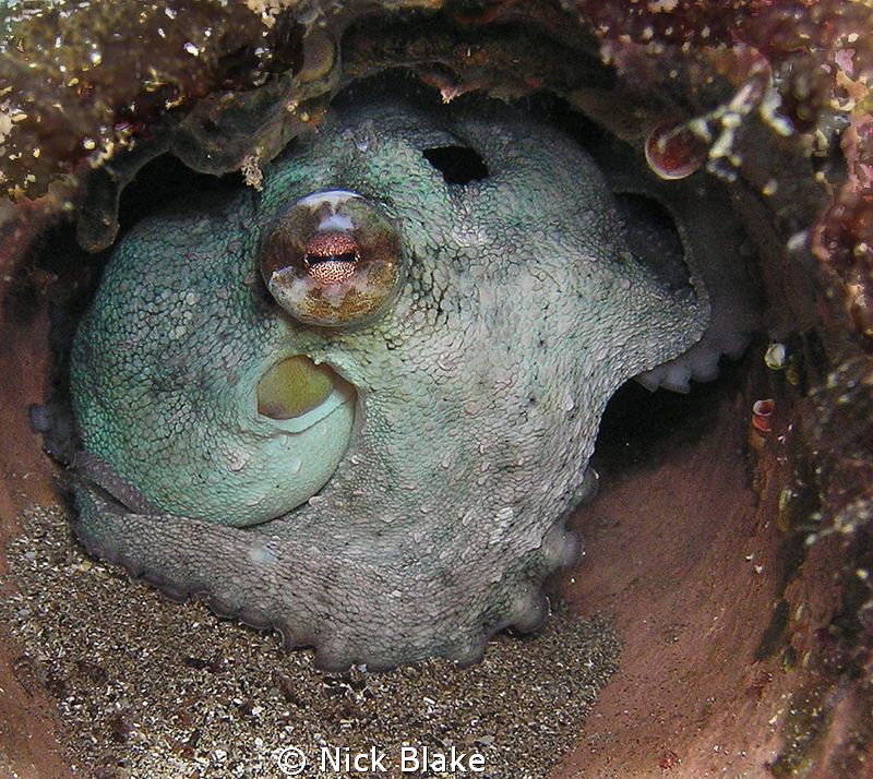 An Octopus sets up home inside a pipe on the seabed.
Sho... by Nick Blake 