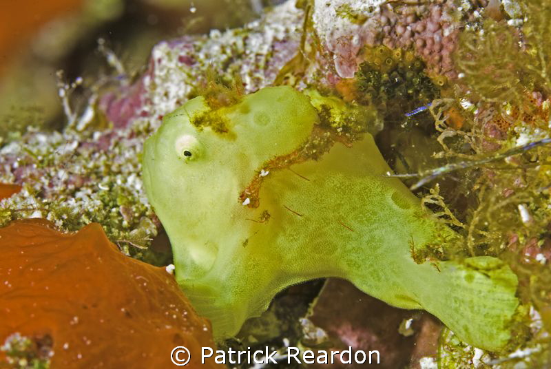 1 cm juvenile frog fish.  Nikon 105 with SubSea 5X.  Molo... by Patrick Reardon 