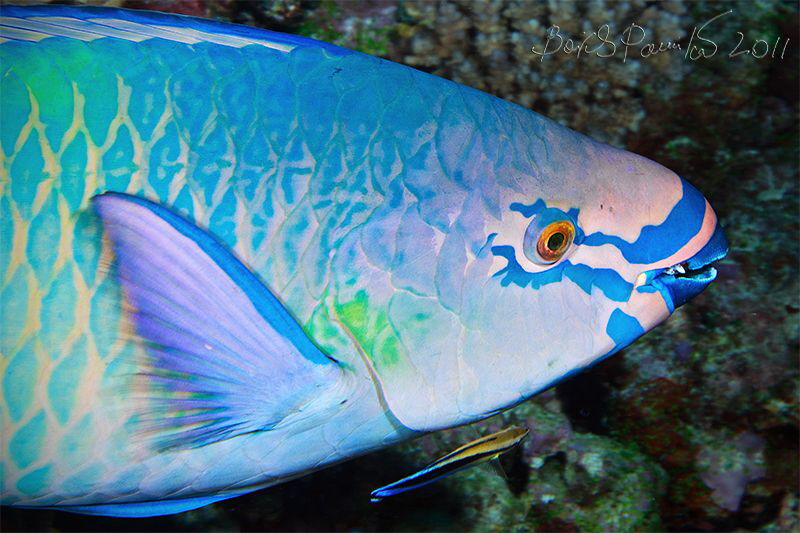 Body Art
/ Parrot fish in Maamigili Beyru - South Ari Atoll by Boris Pamikov 