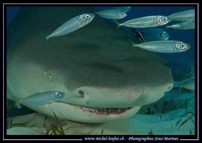 Close-up of a Lemon Shark. by Michel Lonfat 