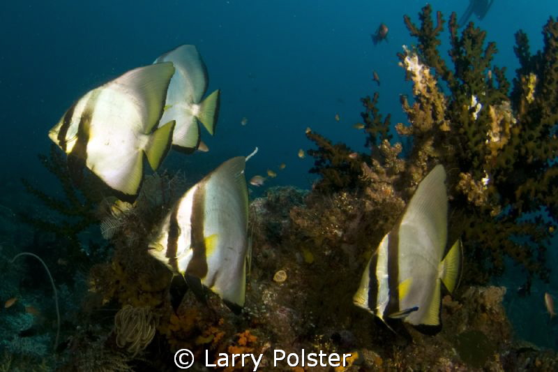 Spadefish on display in Raja Ampat. D300- Tpkina 10-17mm by Larry Polster 