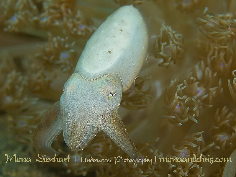 JEDI!
little squid defending its home in Lembeh by Mona Dienhart 