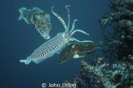 3's A Crowd
Cuttlefish Mating Ritual Feb'12
Nikon D70s ... by John Dillon 